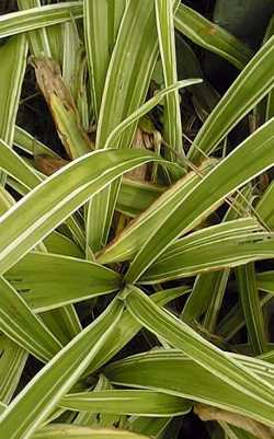 Japanese Sedge, Creeping Broad-leaf Sedge(Carex siderosticta)