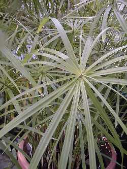Umbrella Sedge(Cyperus involucratus)