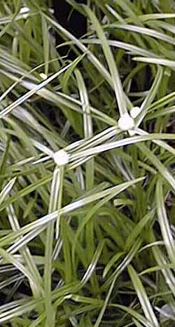 Sharp Edge Sedge(Cyperus monocephalus)