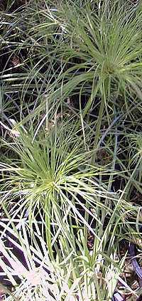 Papyrus(Cyperus papyrus)