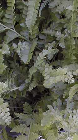 Lace Fern(Microlepia strigosa)