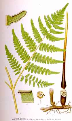 Western Bracken Fern(Pteridium aquilinum)