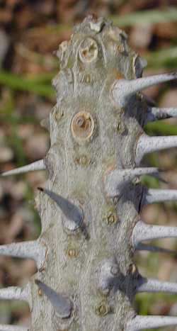 Madagascan Ocotillo(Alluaudia procera)