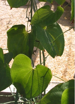 Hottentot's Bread(Dioscorea elephantipes)