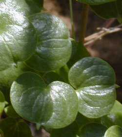 Yam(Dioscorea macrostachya)