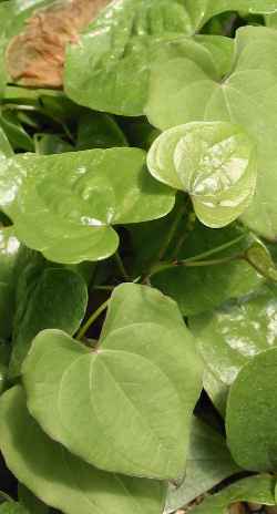 Elephant's Foot(Dioscorea sylvatica)