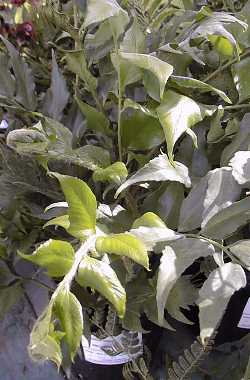 Holly Fern(Cyrtomium falcatum)