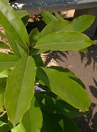 Velvet Apple, Mabolo(Diospyros discolor)