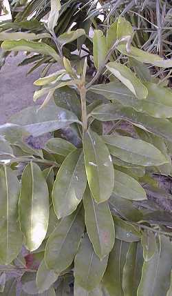 Velvet Apple, Mabolo(Diospyros discolor)