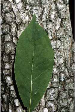 American Persimmon, Common Persimmon(Diospyros virginiana)