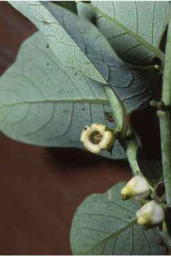 American Persimmon, Common Persimmon(Diospyros virginiana)