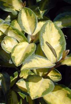 Golden Elaeagnus(Elaeagnus pungens 'Maculata Aurea')