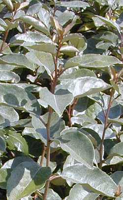 Ebbing's Silverberry(Elaeagnus ebbingei)