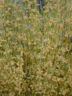 Long-leaf Ephedra(Ephedra trifurca)