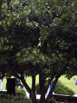 Strawberry Tree(Arbutus unedo)