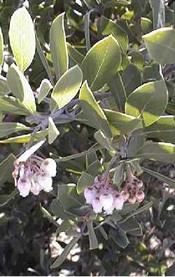 Pointleaf Manzanita, Manzanita(Arctostaphylos pungens)