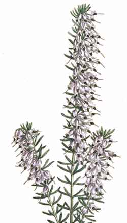 Biscay Heath(Erica mediterranea)