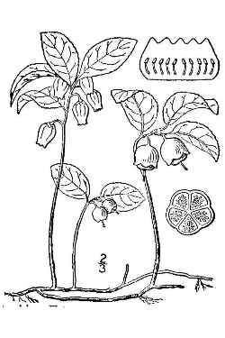 Eastern Teaberry, Wintergreen(Gaultheria procumbens)