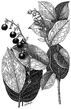 Salal, Lemonleaf(Gaultheria shallon)