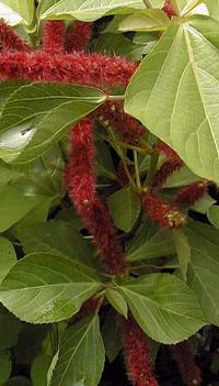 Chenille Plant, Red-Hot Cat Tail(Acalypha hispida)