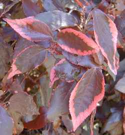 Copper Leaf, Beefsteak Plant(Acalypha wilkesiana)