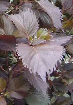Copper Leaf, Beefsteak Plant(Acalypha wilkesiana)