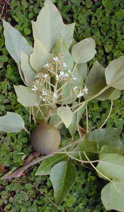 Buah Keras, Candle nut Tree, Kukui Nut(Aleurites moluccana)