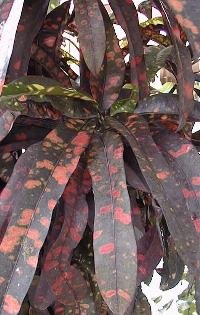Croton(Codiaeum variegatum)