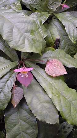 (Dalechampia roezliana)