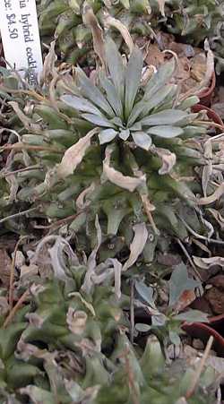 (Euphorbia 'Cockleburl')