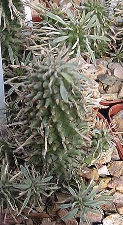 (Euphorbia 'Twinkle Twirl')