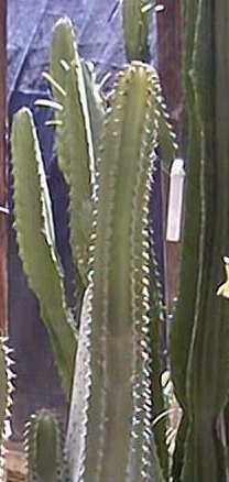 (Euphorbia abyssinica)