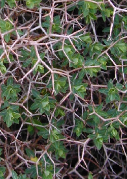Greek Spiny Spurge(Euphorbia acanthothamnos)