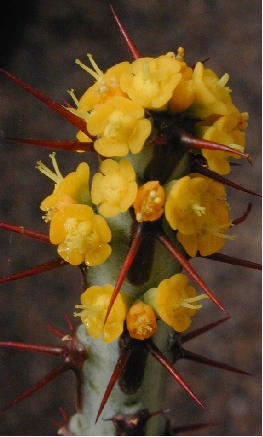 (Euphorbia aeruginosa)