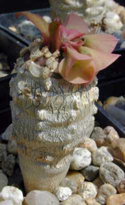 (Euphorbia alfredii)