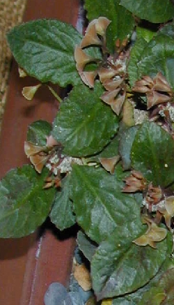 (Euphorbia ambovombensis)