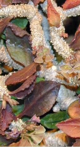 (Euphorbia ambovombensis)