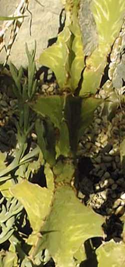 (Euphorbia angularis)