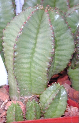 (Euphorbia anoplia)