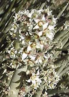 Candelilla(Euphorbia antisyphilitica)