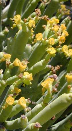 Tolda, Leafless Spurge(Euphorbia aphylla)