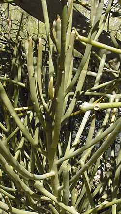 (Euphorbia arbuscula)