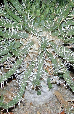 (Euphorbia arida)