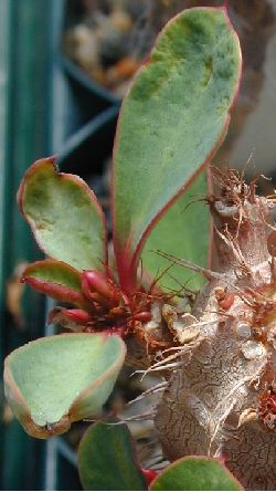 (Euphorbia aureoviridiflora)