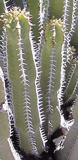 (Euphorbia avasmontana)