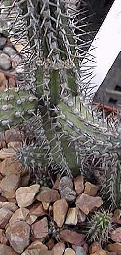 (Euphorbia baioensis)