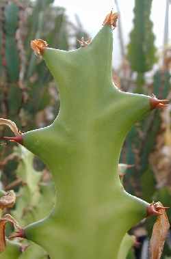 (Euphorbia barnhartii)