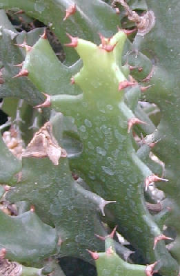 (Euphorbia barnhartii)