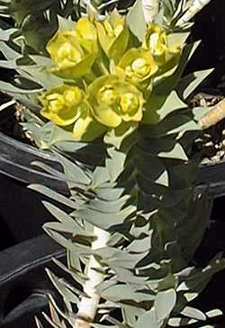 Gopher Plant(Euphorbia rigida)