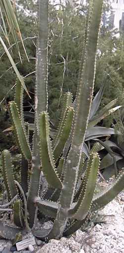 Canary Island Spurge(Euphorbia canariensis)
